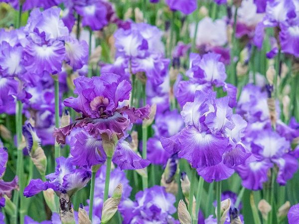 Oregon-Salem-Bearded Iris springtime bloom
